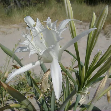 Masseria Refrigerio فندق